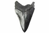 Serrated, Fossil Megalodon Tooth - South Carolina #371858-1